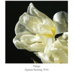 Tulips - a book with photos